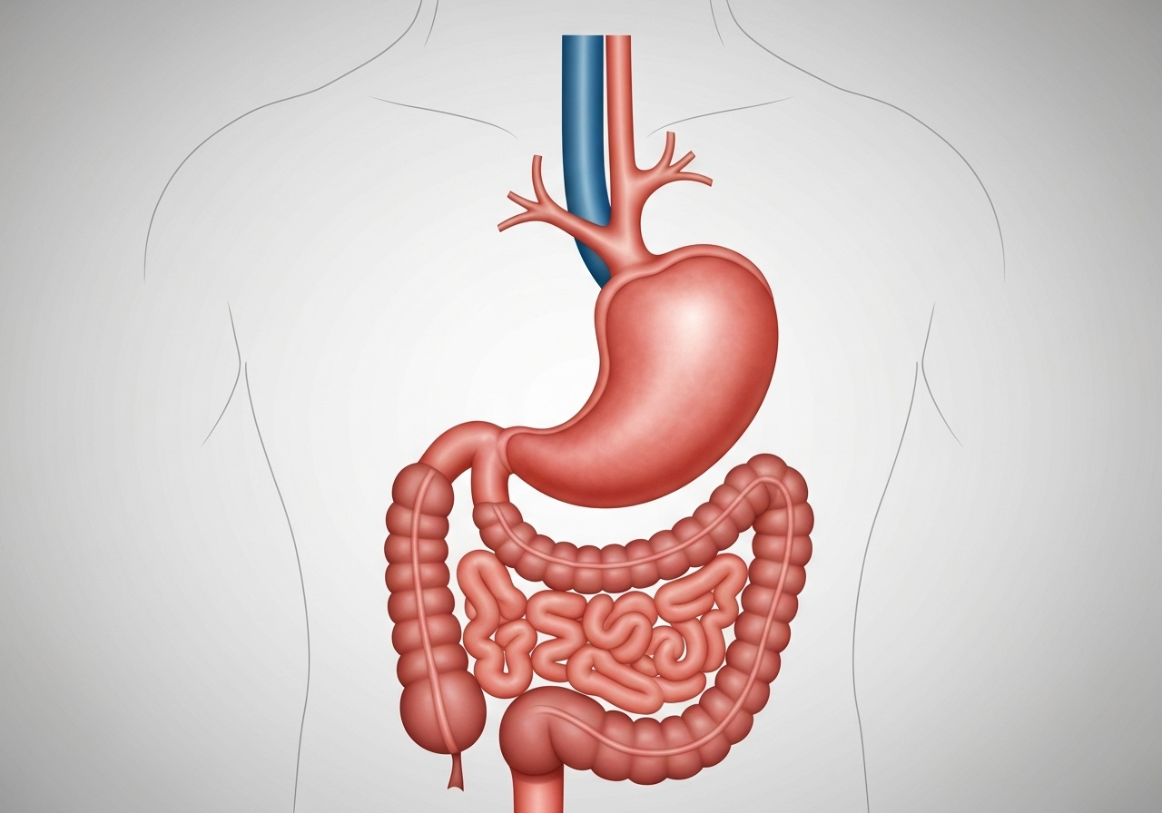 Ny forskning gir håp for behandling av sen fordøyelse